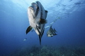   atlantic spadefish swimming 13 1/3  